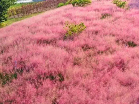 粉黛乱子草花海