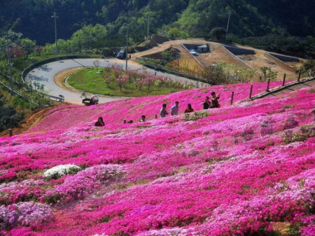 芝樱花海