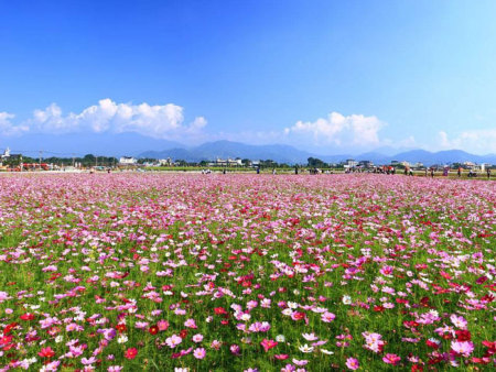 波斯菊花海