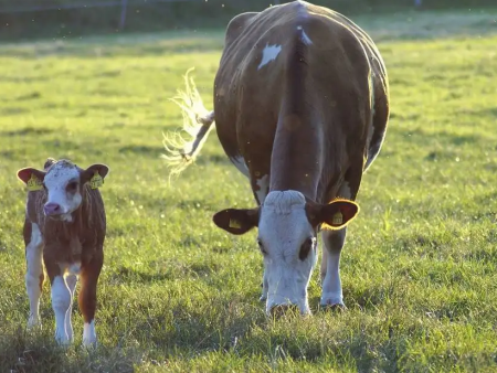 润兴生物科技张北告诉您：养牛羊需得三知、六净