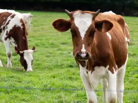 润兴生物科技张北告诉您：提升牛羊健康水平的有效方法