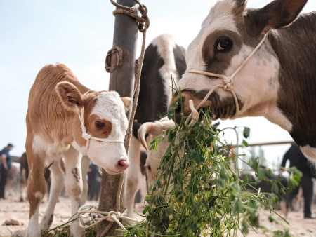 饲养牛羊小知识