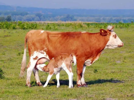 夏季养牛的注意事项