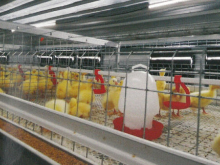 肉鸡喂料机较广应用的优点