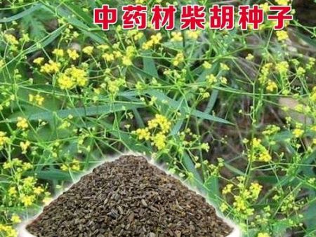 柴胡种子