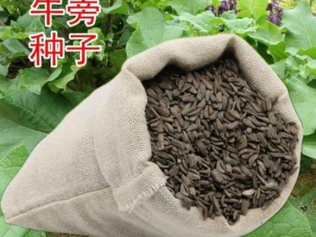 牛蒡子种子