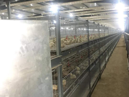 全自动笼养肉鸡设备