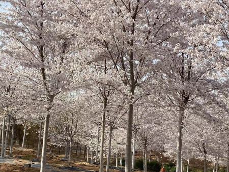 樱花树的特点有哪些