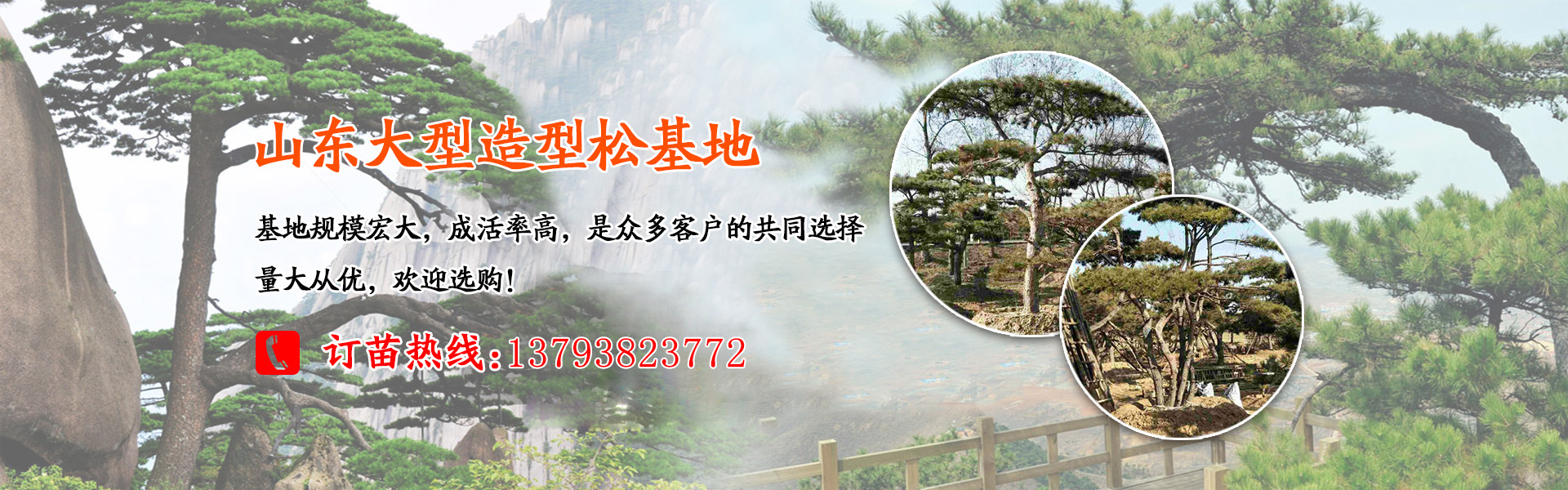景觀松