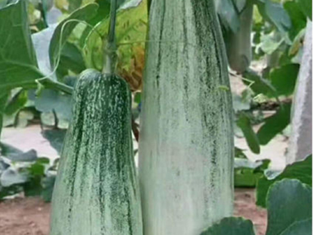 羊角蜜甜瓜苗