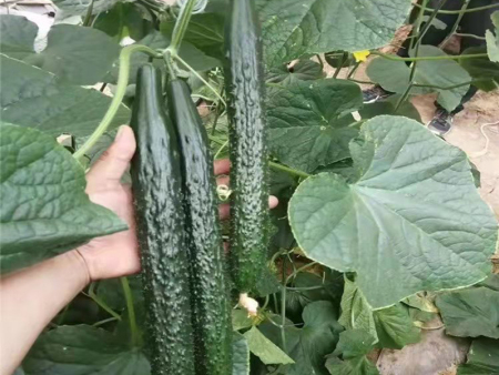 潍坊黄瓜种苗供应商