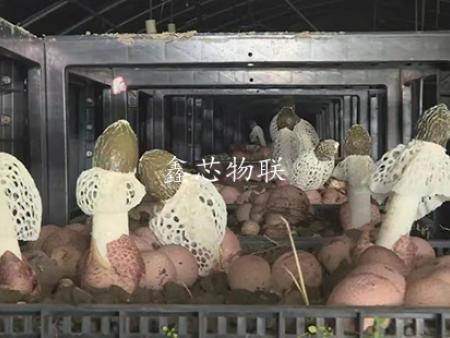 貴州省納雍縣寨樂產(chǎn)業(yè)園竹蓀大棚智能化示范升級項目