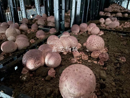 貴州省納雍縣寨樂產(chǎn)業(yè)園竹蓀大棚智能化示范升級項目