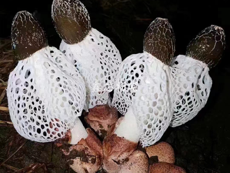 貴州省納雍縣寨樂產(chǎn)業(yè)園竹蓀大棚智能化示范升級項目