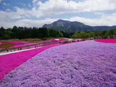 青州市溫馨園林綠化工程有限公司-時(shí)令草花和宿根花卉以及綠化苗木、水生植物、觀賞草、月季種植基地