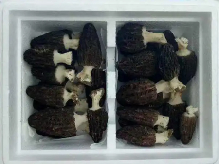 鲜羊肚菌