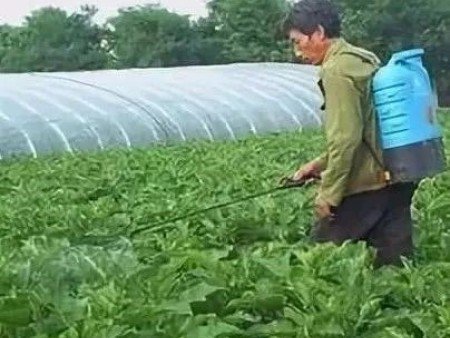 葉面肥您了解嗎，平時又應該如何正確施用呢？