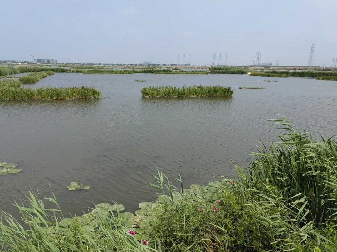 雷克環(huán)境中標膠州市李哥莊鎮(zhèn)污水處理廠尾水水質(zhì)提升運維項目