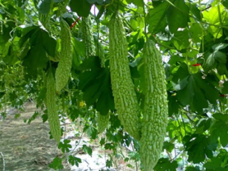种植苦瓜，掌握四个管理小技巧，产量翻倍，是别人家的好几倍