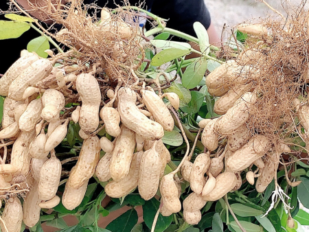 如何选购花生粉|花生粉生产厂家推荐