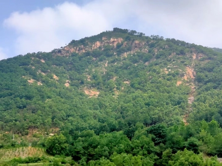 环翠区退化防护林修护项目补植后