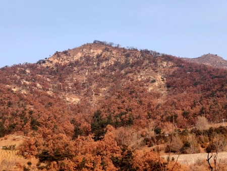 环翠区退化防护林修护项目补植前