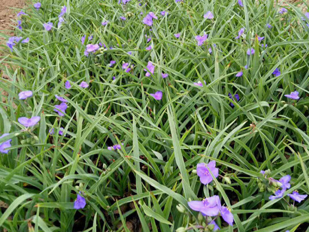紫露草