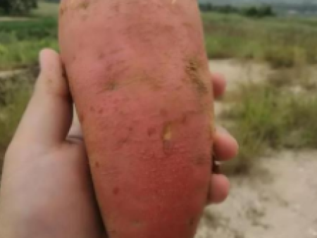 烟台昆嵛山冰烤红薯 烟台昆嵛山冰烤红薯价格-昆嵛正源公司
