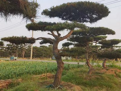 莱芜景观松基地