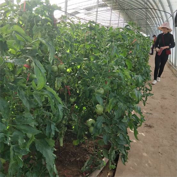 楊凌綠陽禮品菜，億萬級企業家的選擇！