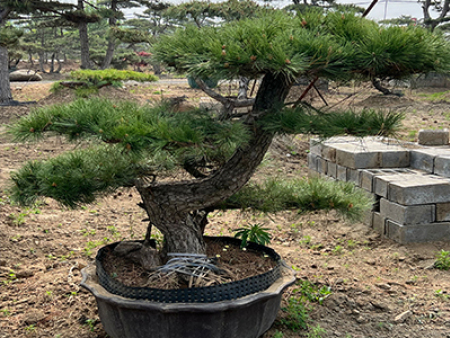 黑松盆景