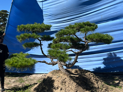 造型松