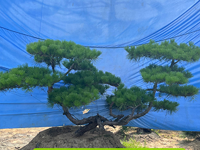 造型油松
