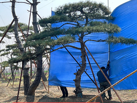 造型黑松