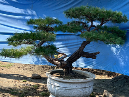 造型黑松
