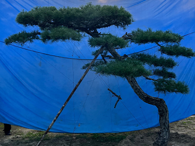 泰山迎客松