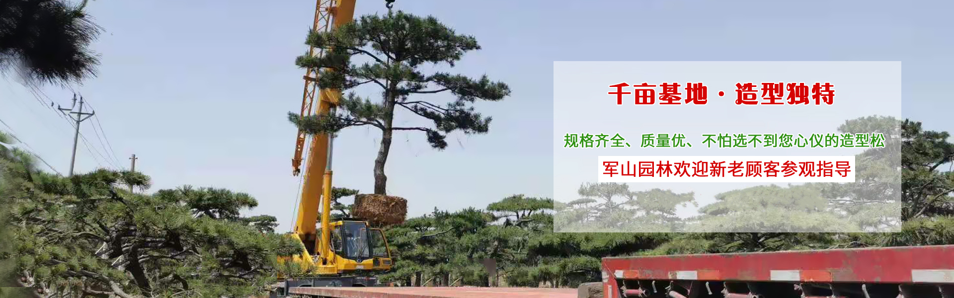 造型黑松