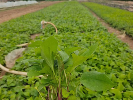 松果菊