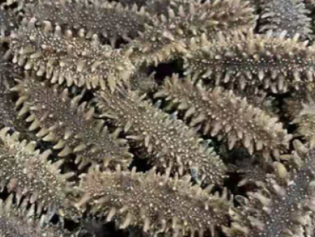 烟台海参批发      烟台***海参