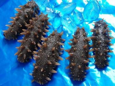 【官网】烟台参之爱海参——烟台海参批发_烟台淡干海参_烟台海参OEM贴牌_海洋精粹、深海馈赠