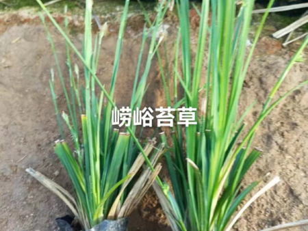 崂峪苔草