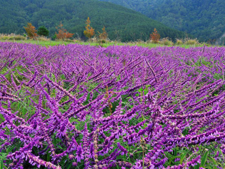 鼠尾草花海