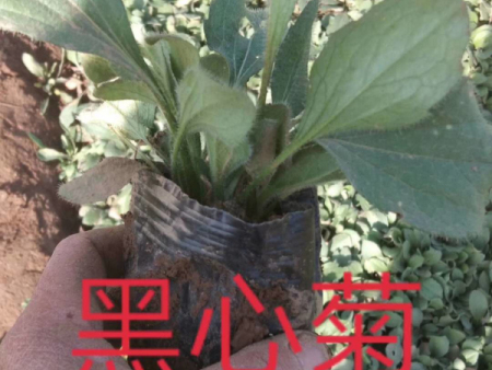 黑心菊