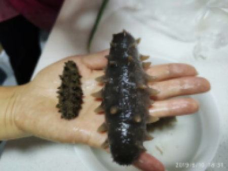 海参展示9