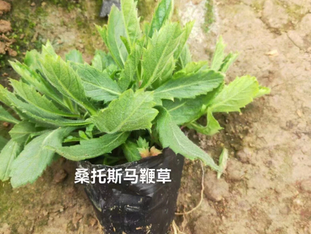 馬鞭草