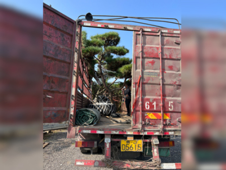 造型松發(fā)貨現(xiàn)場(chǎng)