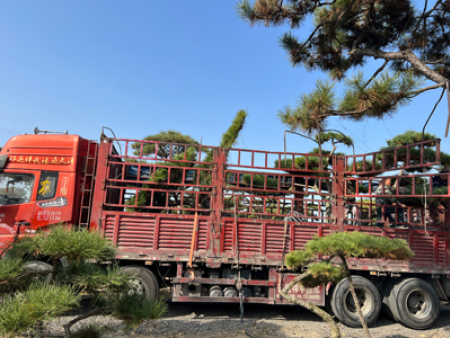 造型油松發(fā)貨現(xiàn)場(chǎng)