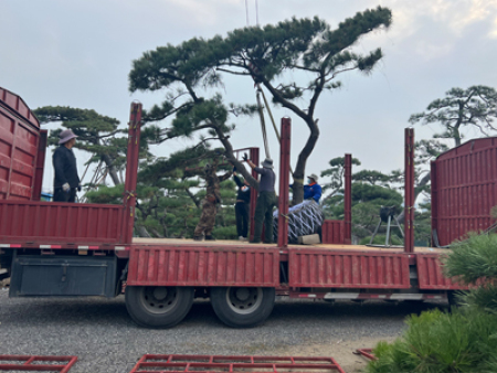 造型黑松發(fā)貨現(xiàn)場(chǎng)