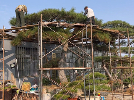 造型松發(fā)貨