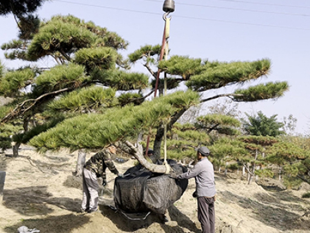 造型松挖苗